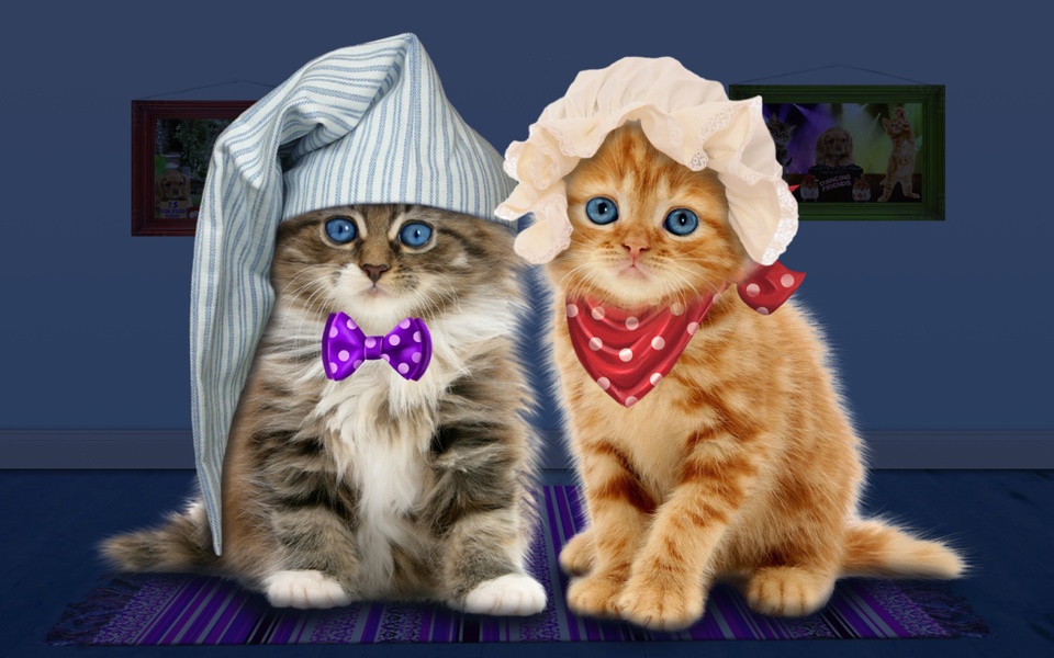 Funny Talking Cats - Preview 5