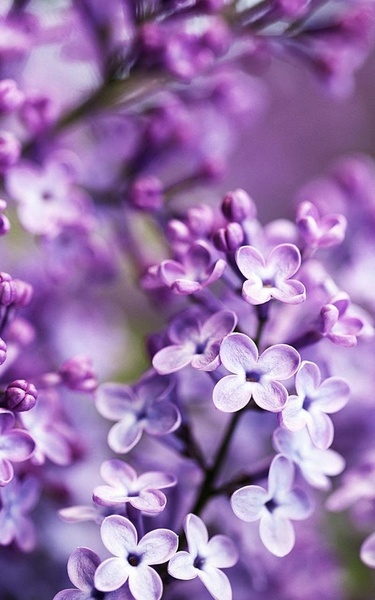 Flowers HD Live Wallpaper - Preview 6
