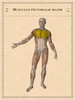 Classic Anatomy screenshot 10