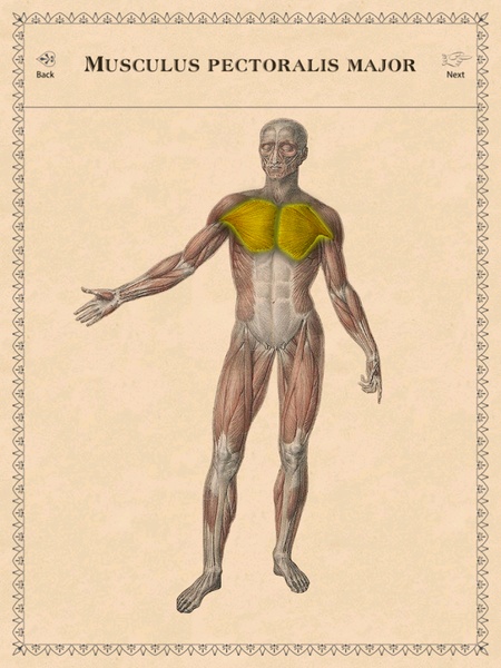 Classic Anatomy - Preview 10