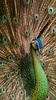 Peacock Feather Live Wallpaper screenshot 4