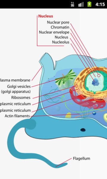Human Physiology - Preview 1