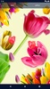 Tulips Live Wallpaper screenshot 3