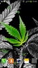 Marijuana Live Wallpaper screenshot 3