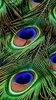 Peacock Wallpapers screenshot 10