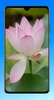 Lotus Wallpaper HD screenshot 8