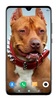 Pitbull Dog Wallpaper HD screenshot 8