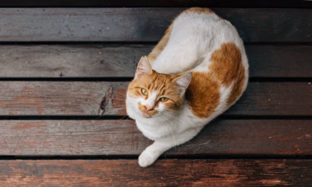 Pictures of cats more than 100 pictures 4k - Preview 2
