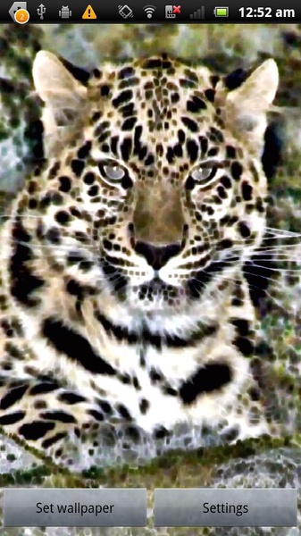 Leopard Series Live Wallpapers - Preview 3