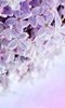 Lilac Flowers Live Wallpaper screenshot 2