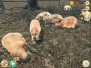 Capybara Zoo screenshot 4