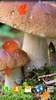 Mushrooms Live Wallpaper screenshot 8