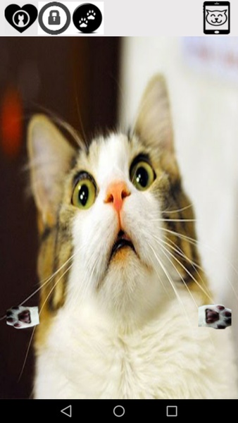 cute funny cat - Preview 2
