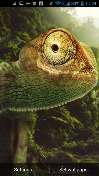 Chameleon Live Wallpaper - Preview 2