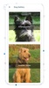 Pets Adoption - Adopt a Pet screenshot 1