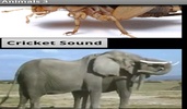 Animal Sounds App screenshot 1