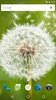 Wallpapers Dandelion screenshot 4