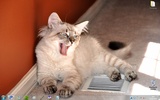 Cats Anytime Windows 7 Theme screenshot 2