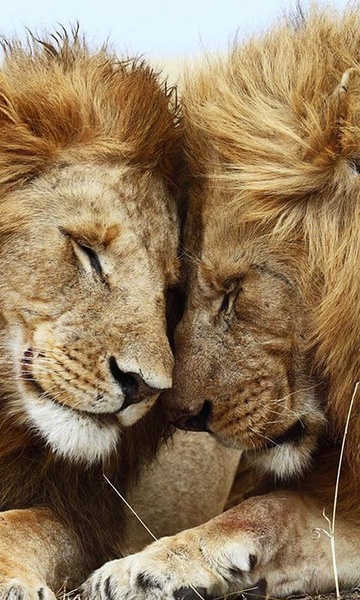 Lions Live Wallpaper - Preview 3