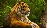 Tiger HD LWP Lite screenshot 1