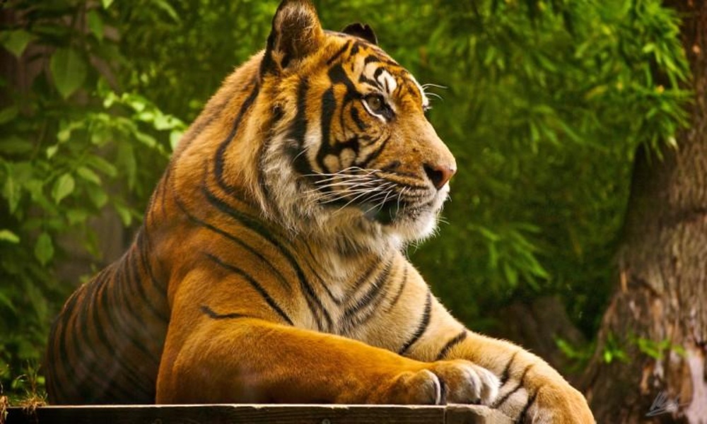 Tiger HD LWP Lite - Preview 1