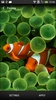 Sea Animals Live Wallpaper screenshot 6