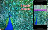 3D Peacock Wallpapers - Screen Lock, Sensor, Auto screenshot 4