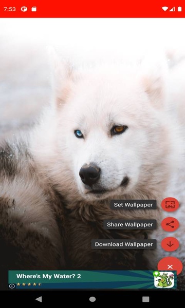 The most beautiful wolf pictures around the world of 4K - Preview 7