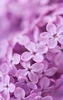 Lilac Flowers Live Wallpaper screenshot 5
