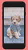 puppy wallpaper screenshot 1