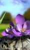 Nature Live: The Spring 3D screenshot 6