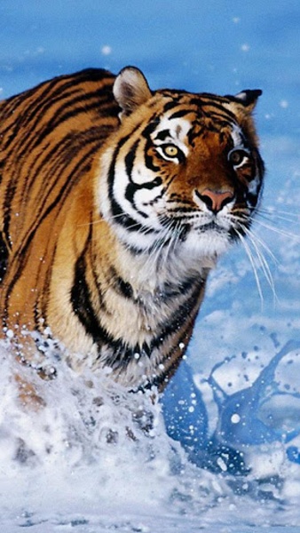 Tiger Live Wallpaper - Preview 3