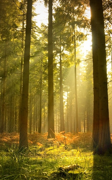 Sunny Forest Live Wallpaper - Preview 4