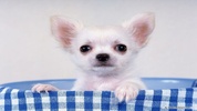 ???? Chihuahua Wallpapers - Dog Wallpaper screenshot 7