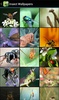 Insect Wallpapers screenshot 2