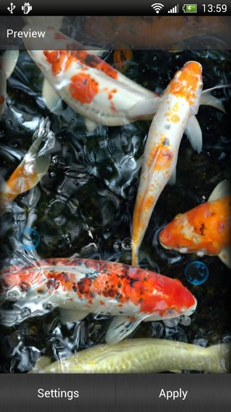 Koi Fish Live Wallpapers HD for Android - Download