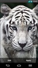 Tiger Live Wallpaper screenshot 5