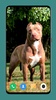 Pitbull Dog Wallpaper 4K screenshot 14