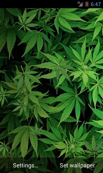 Marijuana - Preview 2
