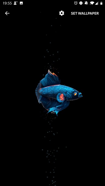 Betta Fish Live Wallpaper - Preview 1