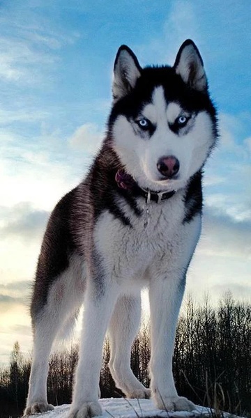 Huskies Wallpapers - Preview 3