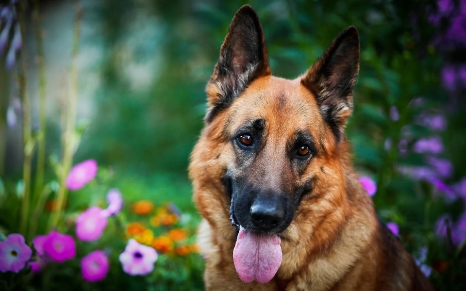 Dogs Puzzle - Preview 3