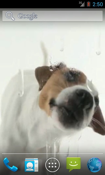Dog Licks Screen Wallpaper - Preview 2