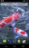 Koi screenshot 1