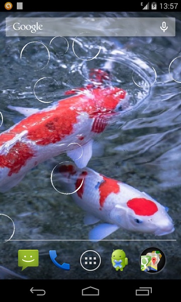 Koi - Preview 1