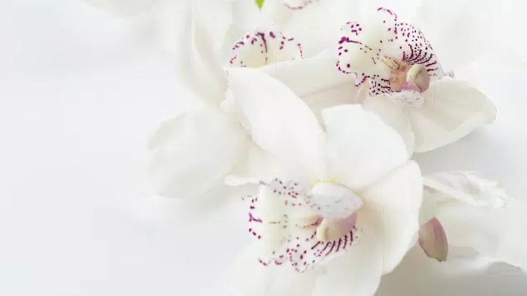 White Wallpapers - Preview 1