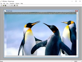 Как установить imagemagick windows