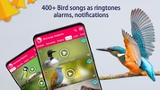 Bird Songs: Ringtones screenshot 1