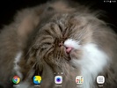 Cat Shake HD Live Wallpaper screenshot 5