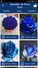 Figurinhas de Rosas Azul screenshot 1